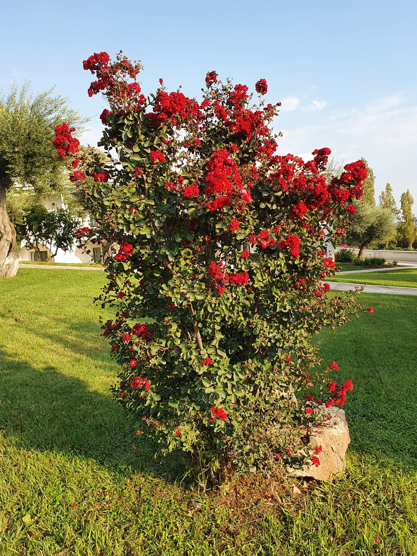 Lagerstroemia indica cv "coccinea" - lagestroemia (fiore rosso) (Alveolo forestale)