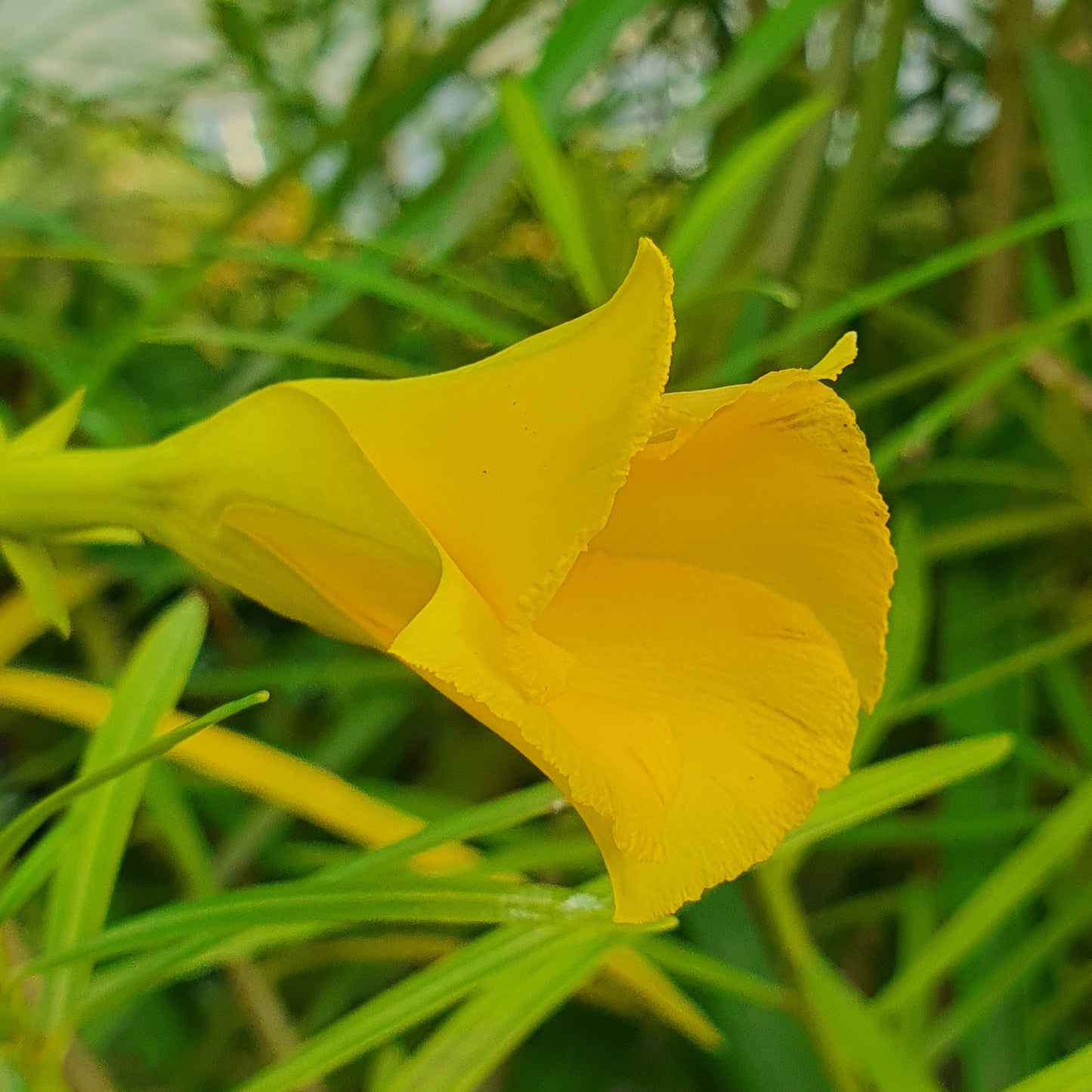 Thevetia peruviana (fiore giallo) - oleandro del Perù (Alveolo forestale)