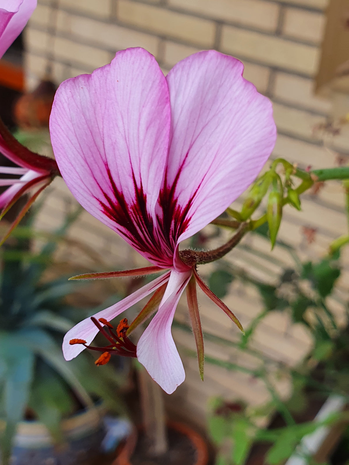 Pelargonium tetragonum - geranio succulento (Vaso quadro 7x7x10 cm)
