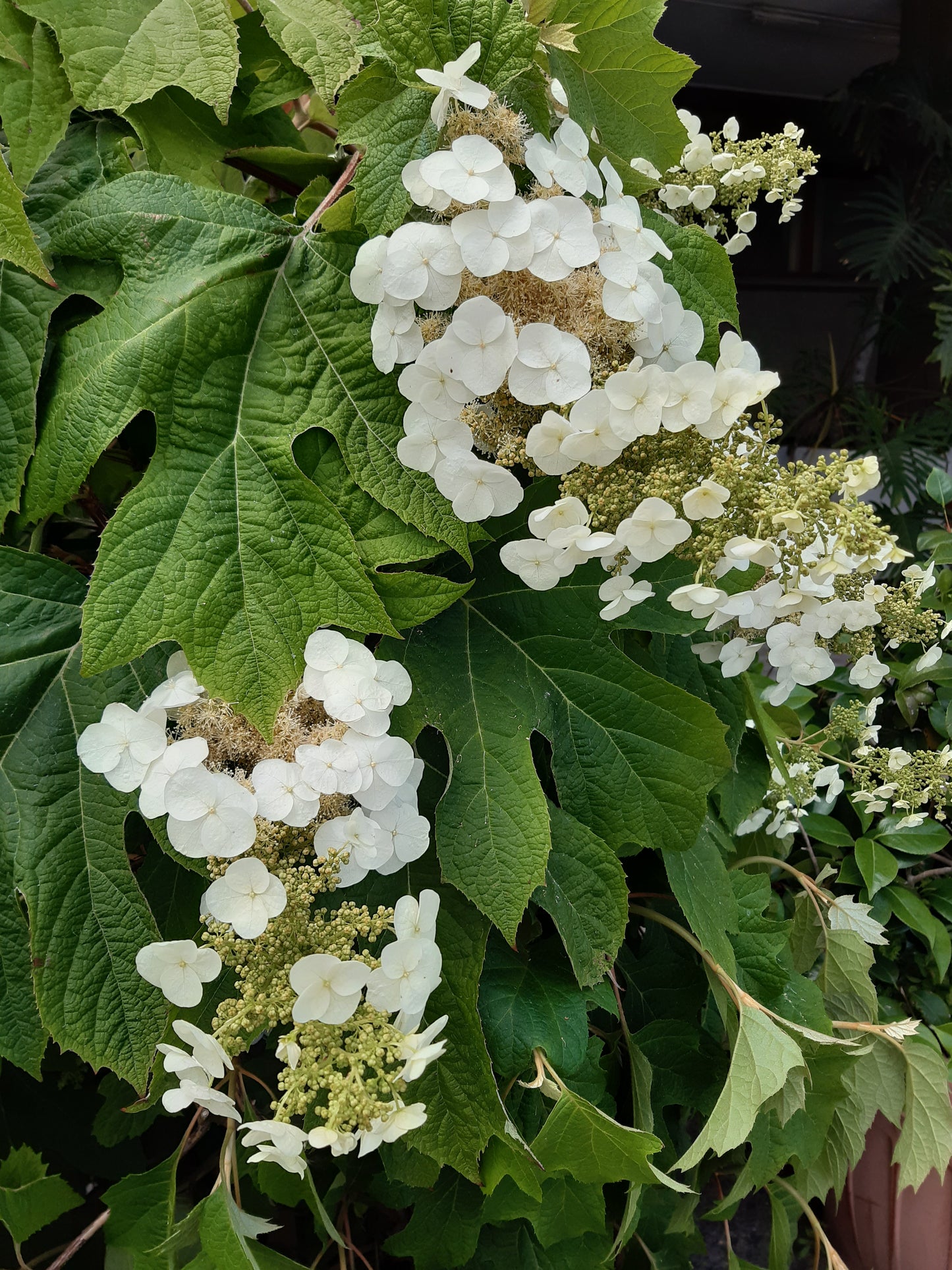 Hydrangea quercifolia - oak leaf hydrangea (15 cm pot)
