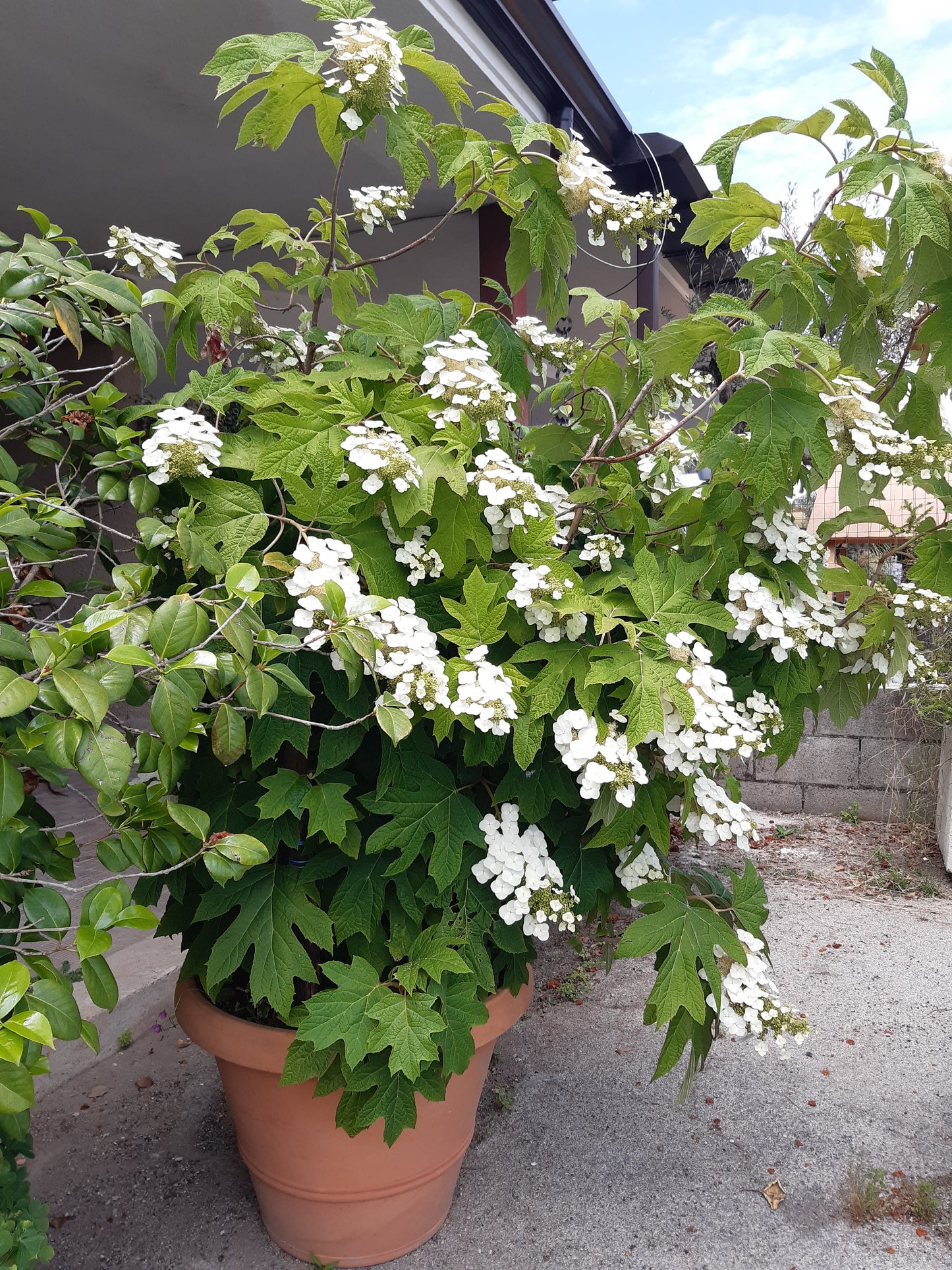 Hydrangea quercifolia - oak leaf hydrangea (15 cm pot)