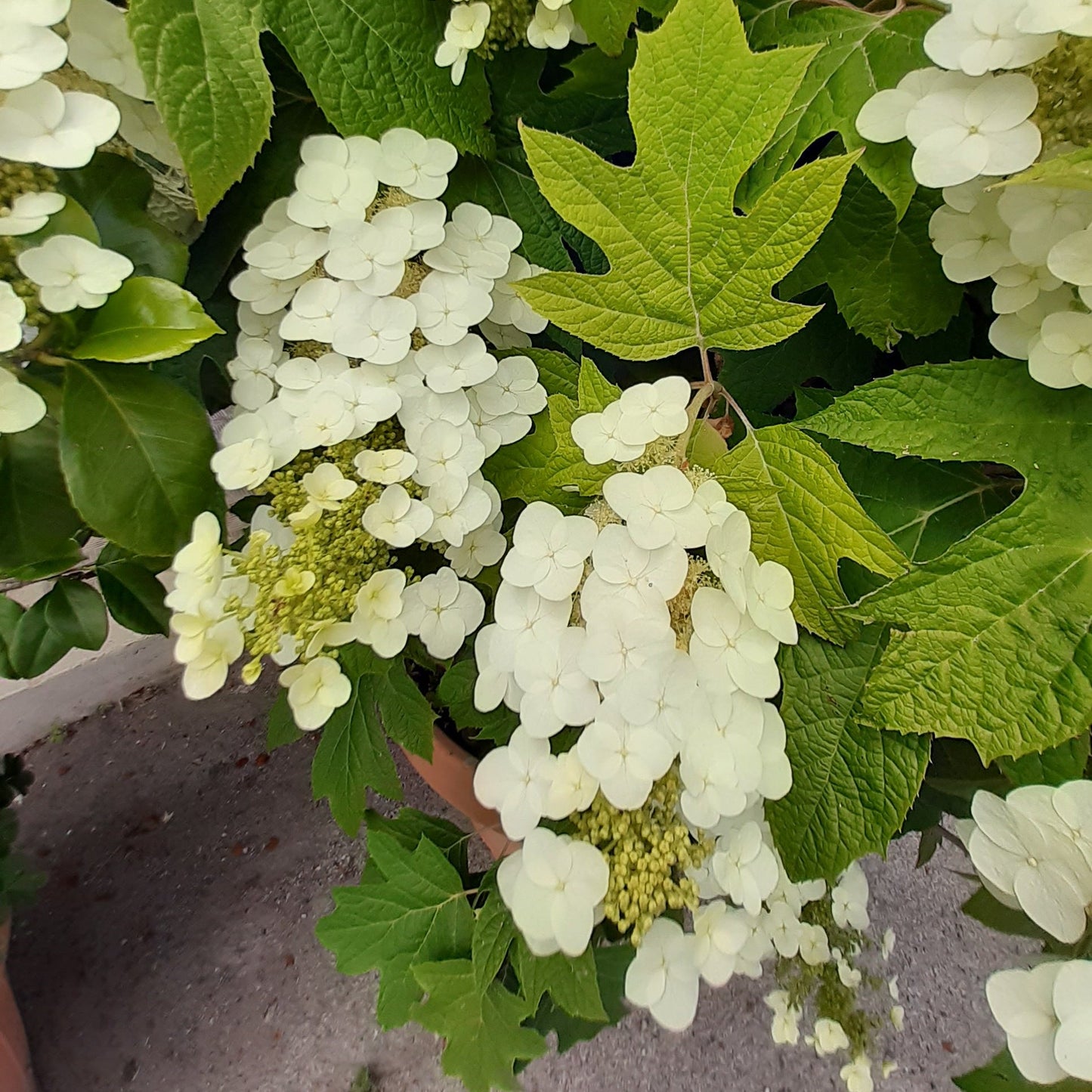 Hydrangea quercifolia - oak leaf hydrangea (15 cm pot)
