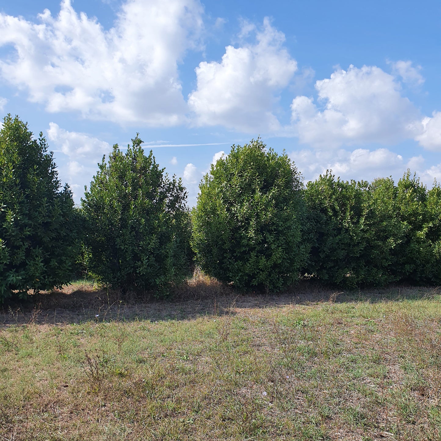 Laurus nobilis - alloro (Alveolo forestale)