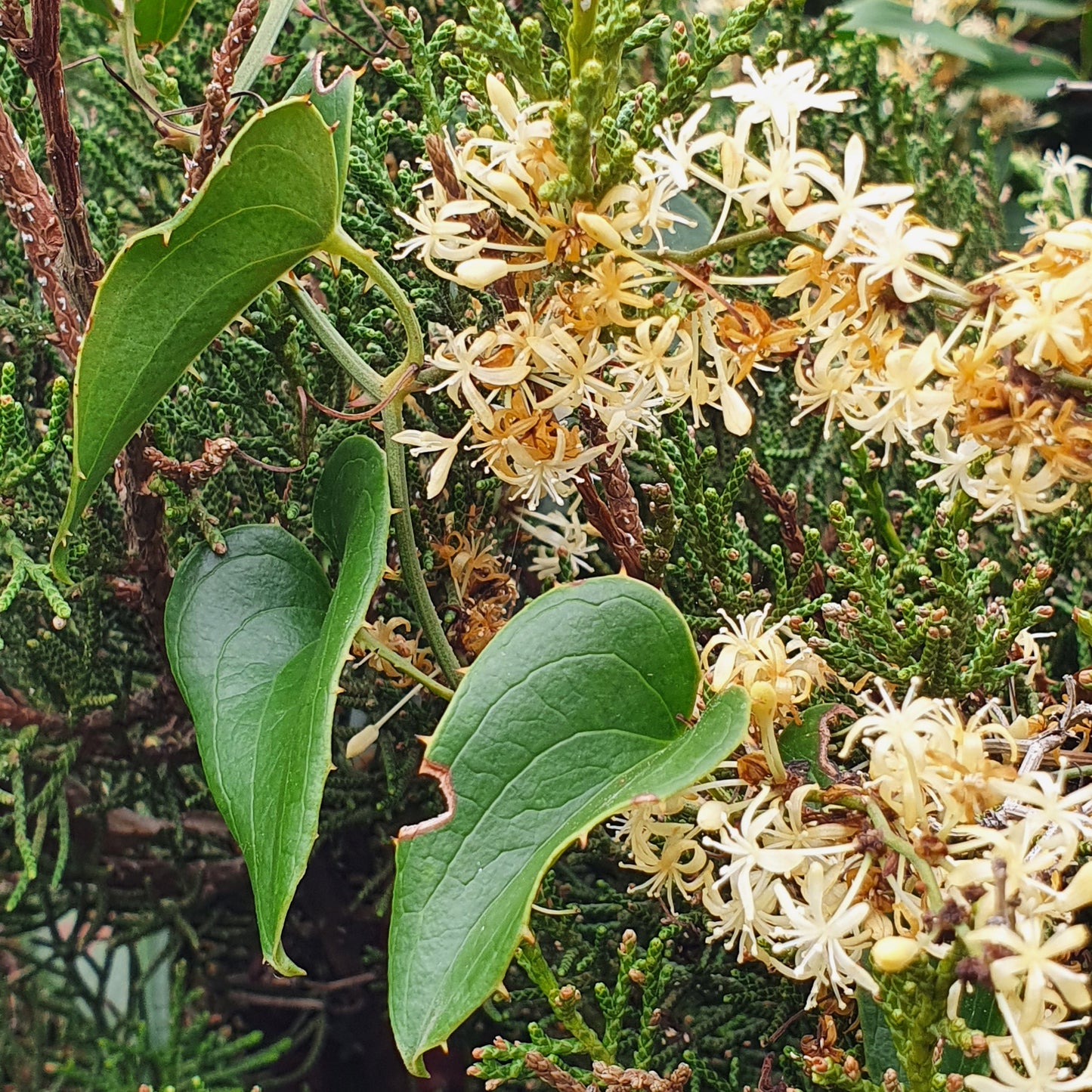Smilax aspera - sarsaparilla, sarsaparilla (forest honeycomb)