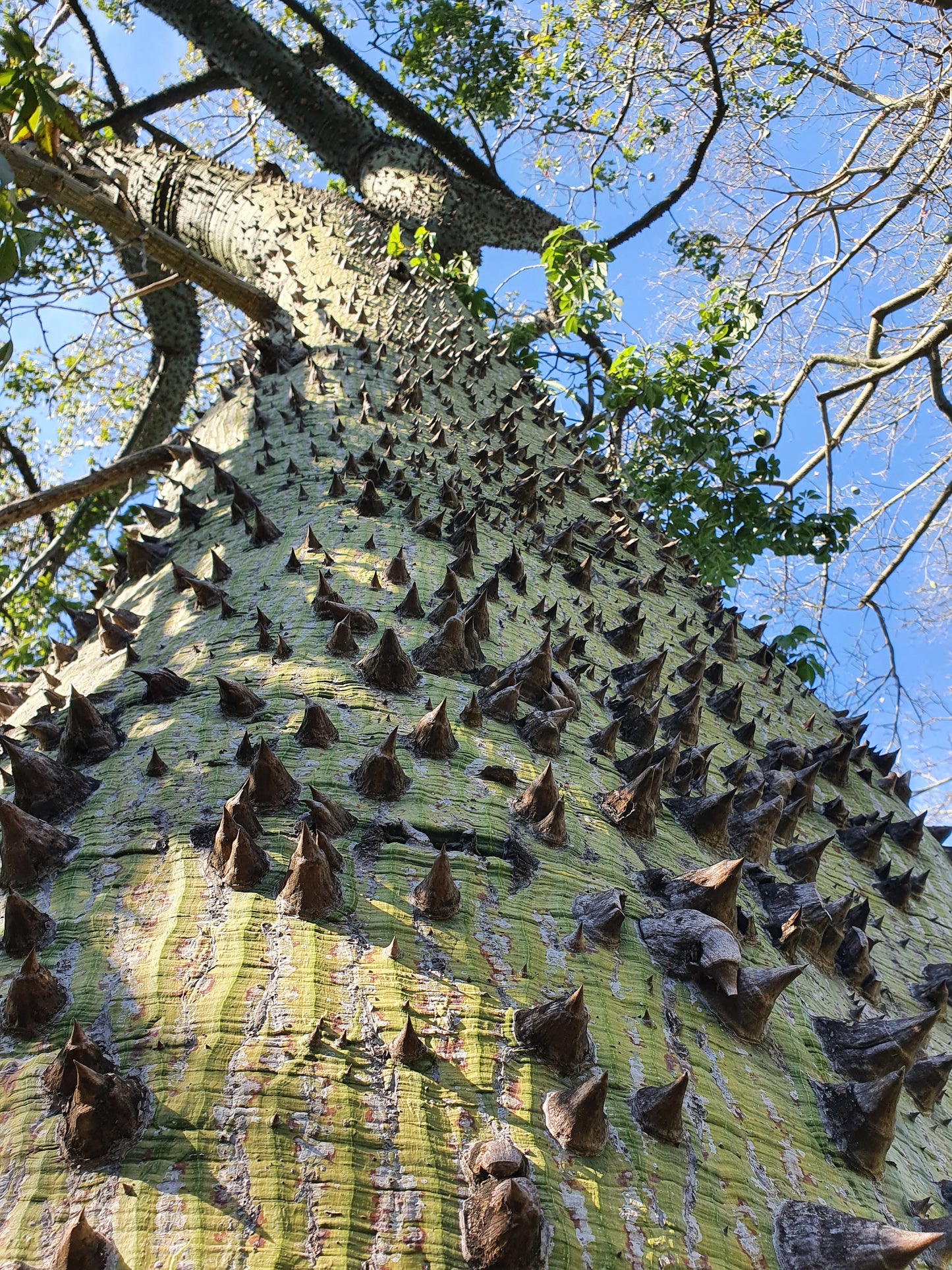 Chorisia Speciosa - Albero Bottiglia (Alveolo Forestale)