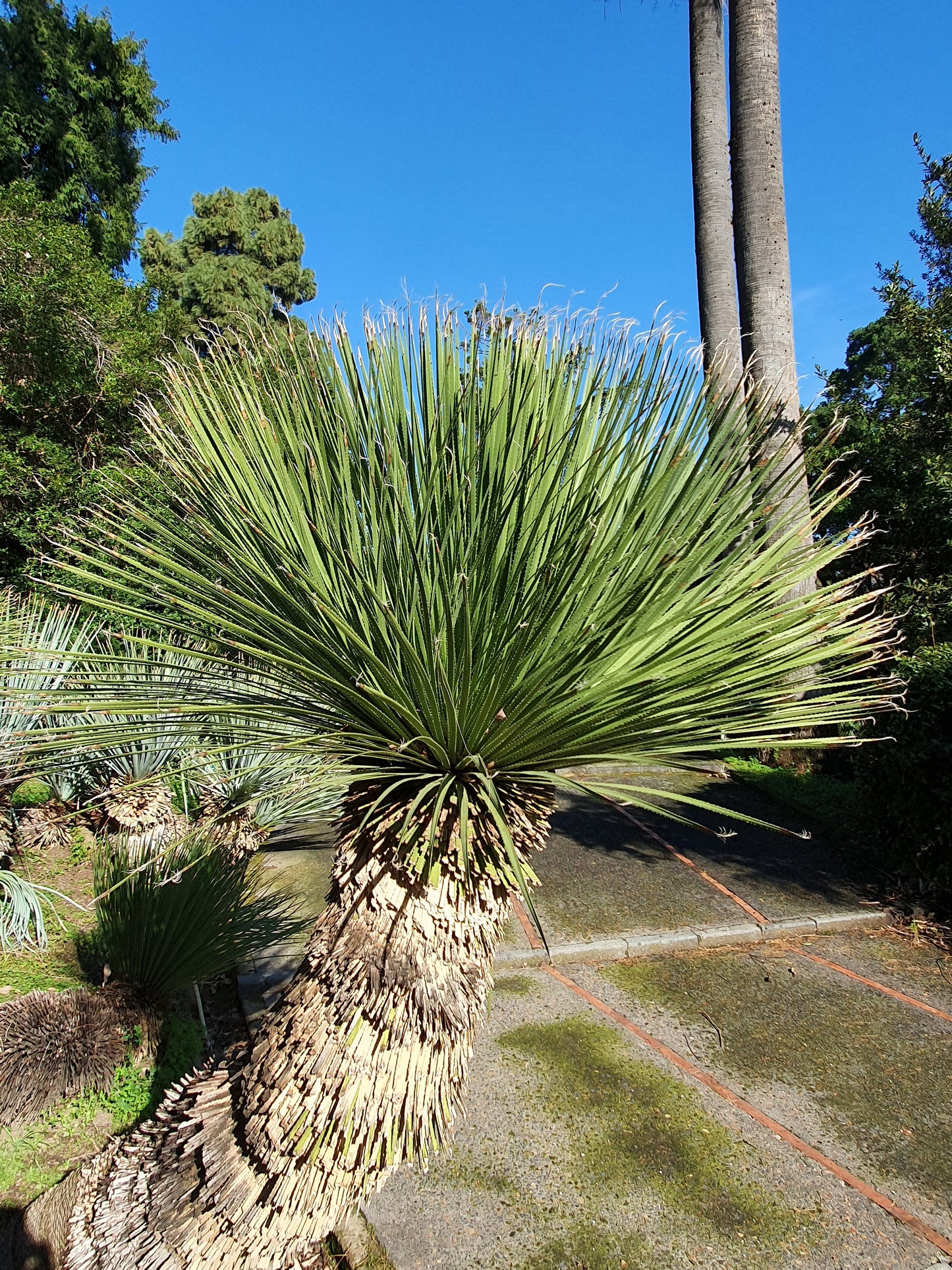 Dasylirion serratifolium - dasilirio (Mastello 37 cm)