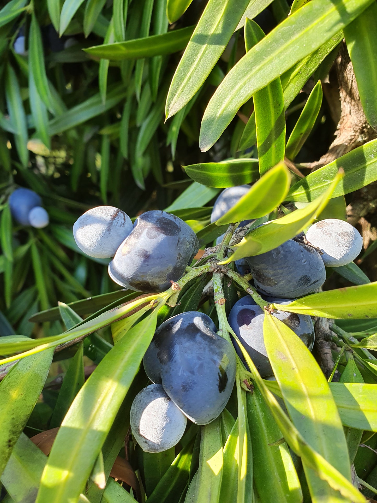 Podocarpus neriifolius - Brown podocarp (Forest honeycomb)