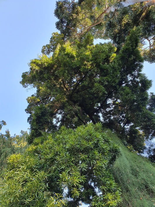 Podocarpus neriifolius - Podocarpo bruno (Alveolo forestale)