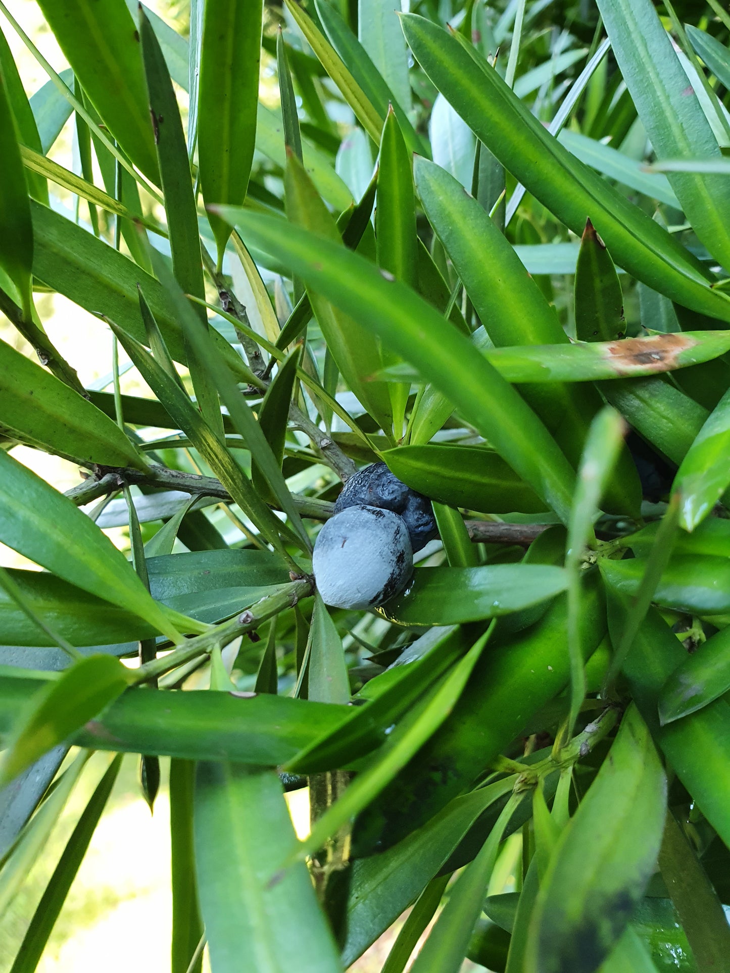 Podocarpus neriifolius - Brown podocarp (Forest honeycomb)