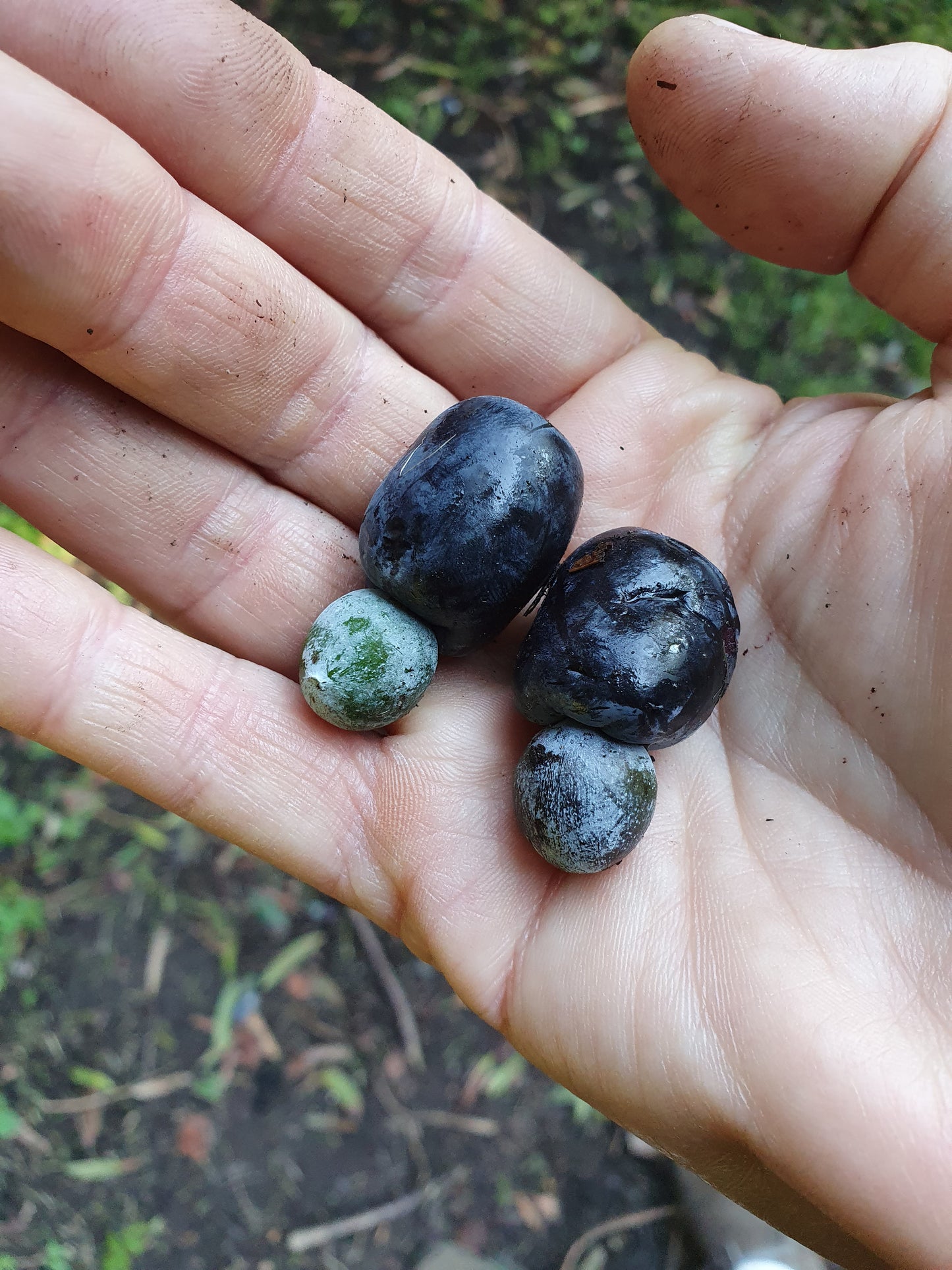 Podocarpus elatus - Pino bruno (Alveolo forestale)