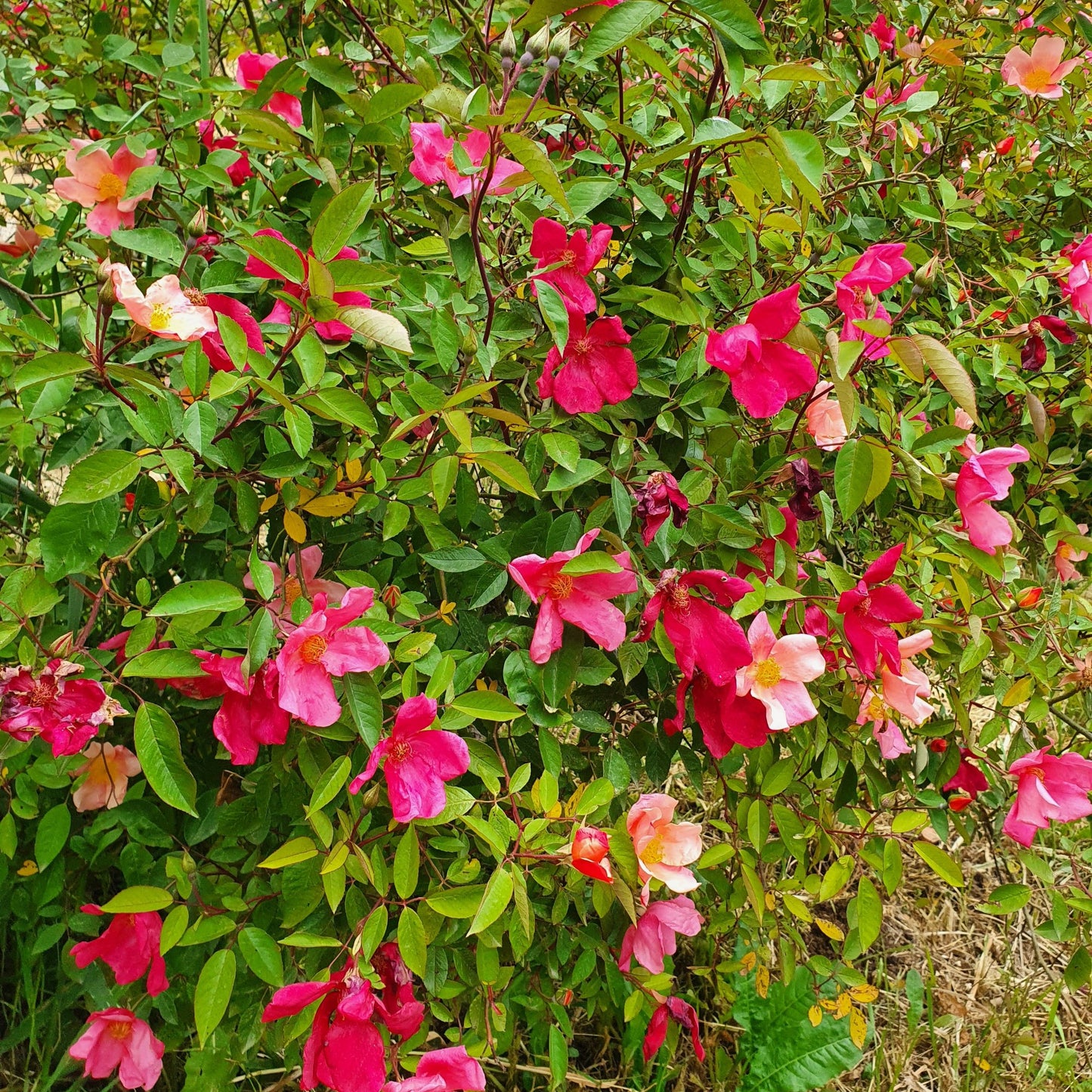 Rosa chinensis cv mutabilis - rainbow rose (Forest honeycomb)