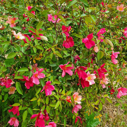 Rosa chinensis cv "mutabilis" - rosa arcobaleno (Vaso quadro 7x7x10 cm)