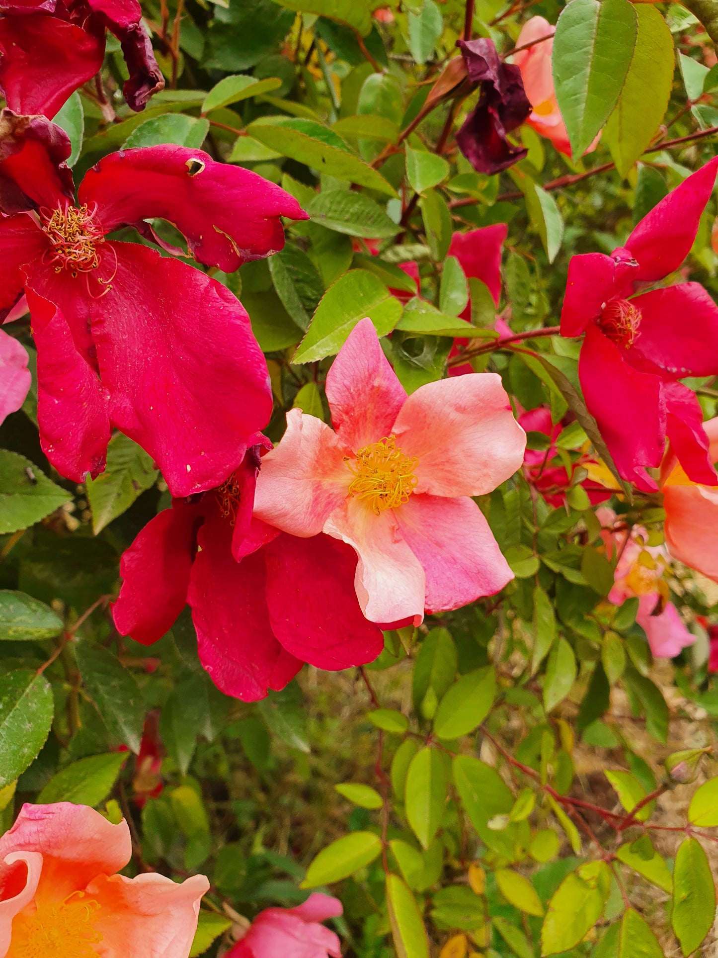 Rosa chinensis cv mutabilis - rainbow rose (Forest honeycomb)