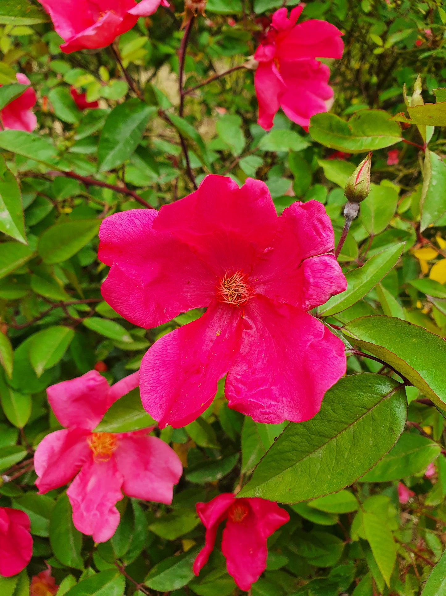 Rosa chinensis cv mutabilis - rainbow rose (Forest honeycomb)