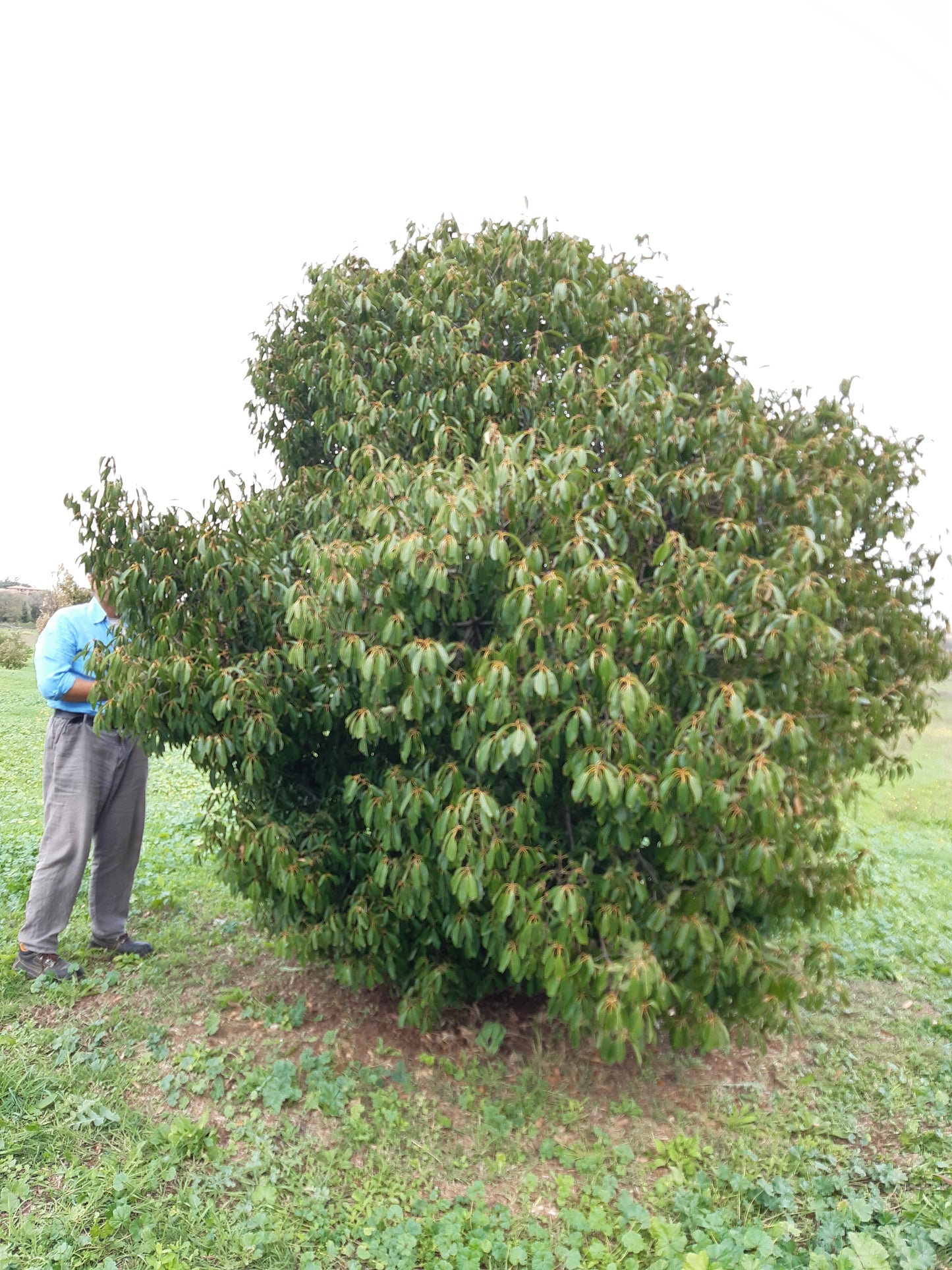 Quercus myrsinifolia - Quercia Cinese (Alveolo forestale)