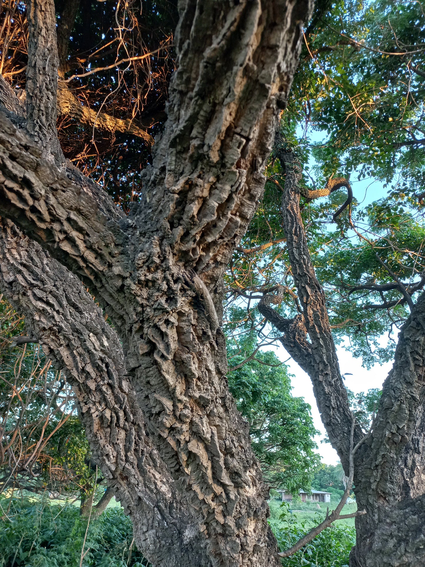 Samanea (sin Albizia) tubulosa - albizia suberosa (Alveolo forestale)