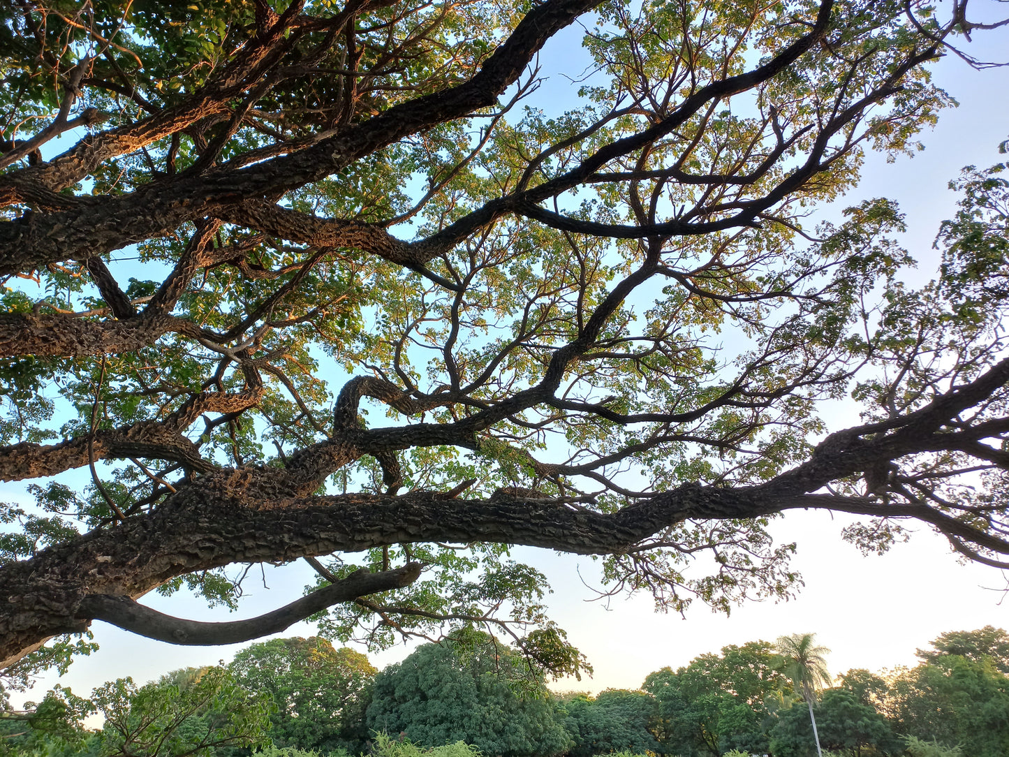 Samanea (sin Albizia) tubulosa - albizia suberosa (Alveolo forestale)