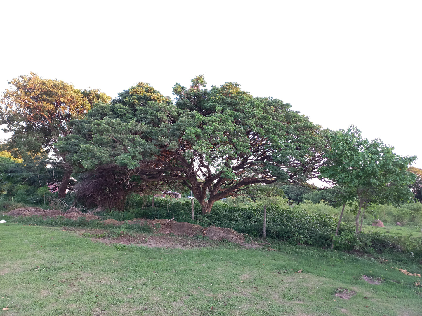 Samanea (sin Albizia) tubulosa - albizia suberosa (Alveolo forestale)