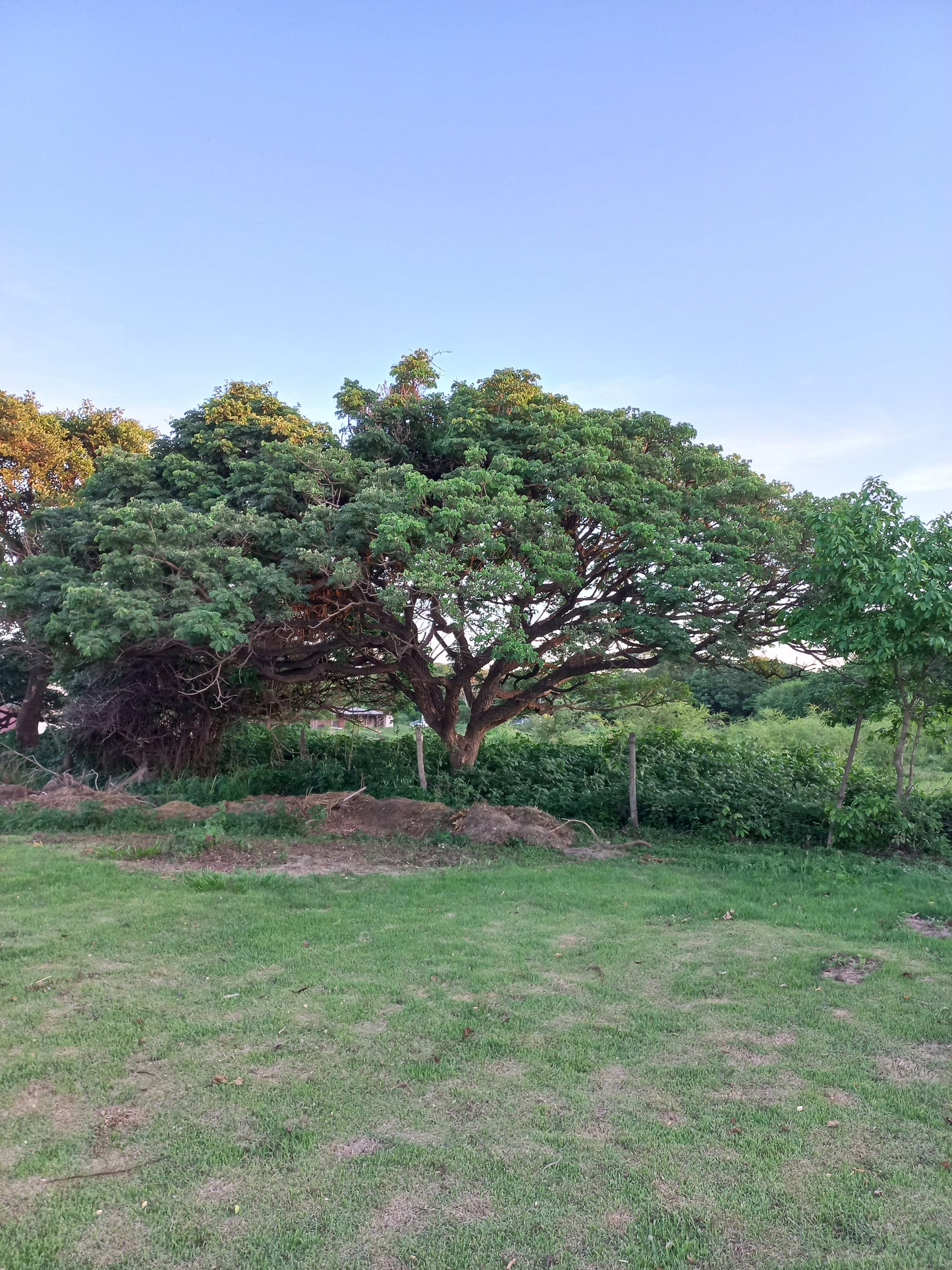 Samanea (sin Albizia) tubulosa - albizia suberosa (Alveolo forestale)