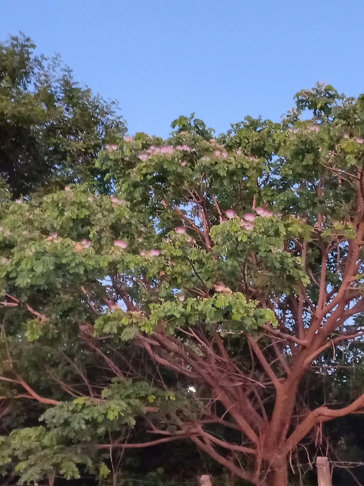 Samanea (sin Albizia) tubulosa - albizia suberosa (Alveolo forestale)