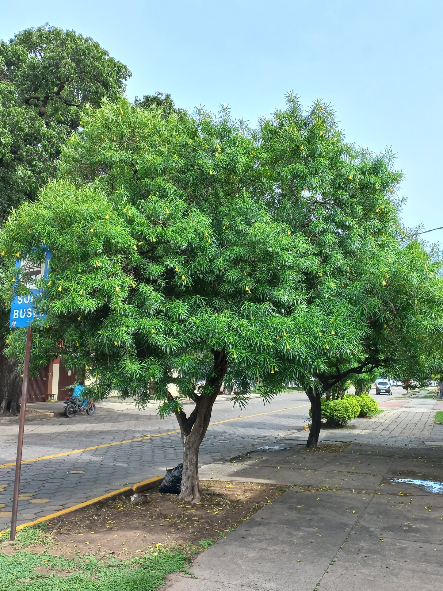 Thevetia peruviana (fiore giallo) - oleandro del Perù (Alveolo forestale)