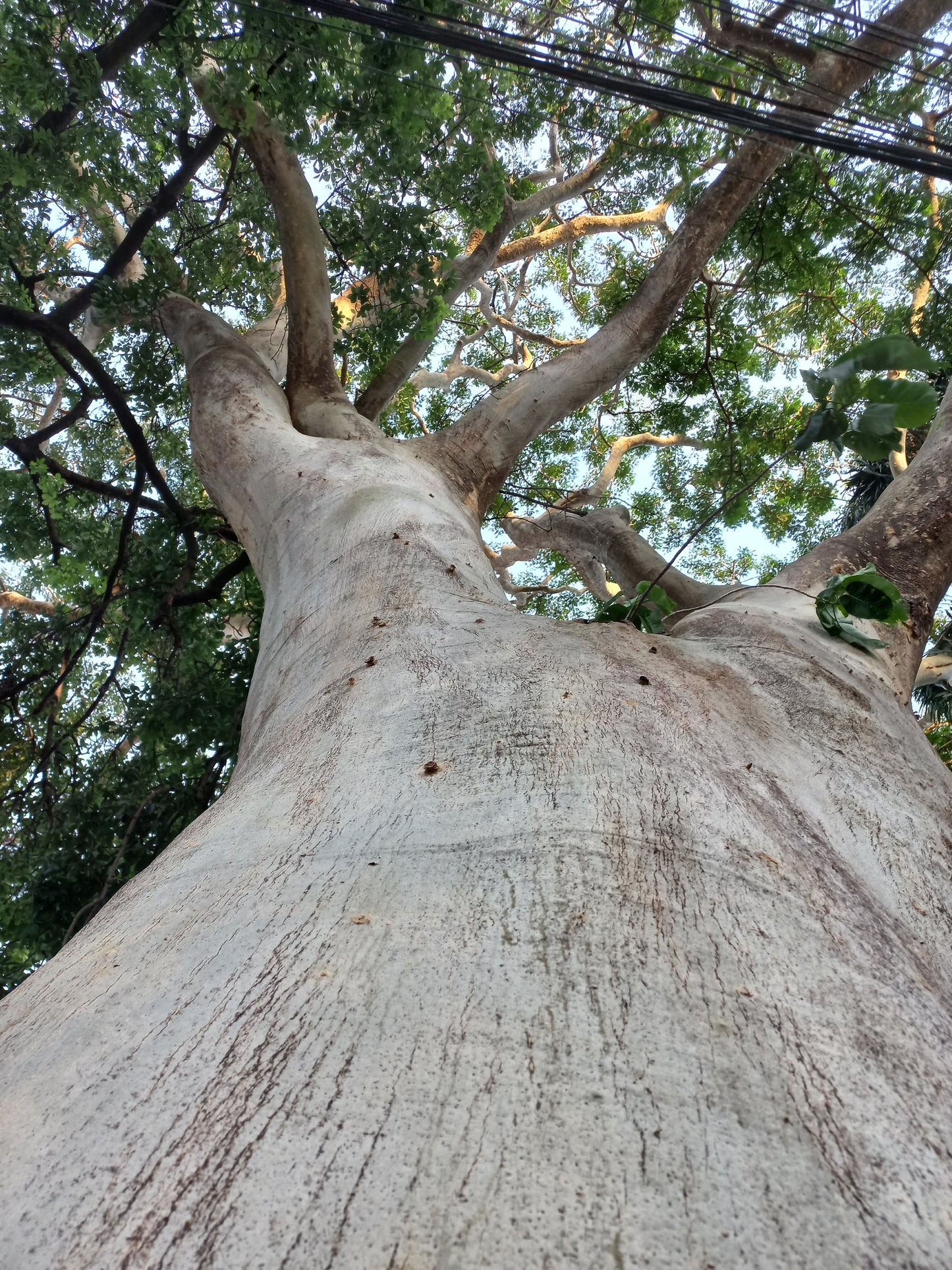 Albizia niopoides - tronco giallo (15 semi)