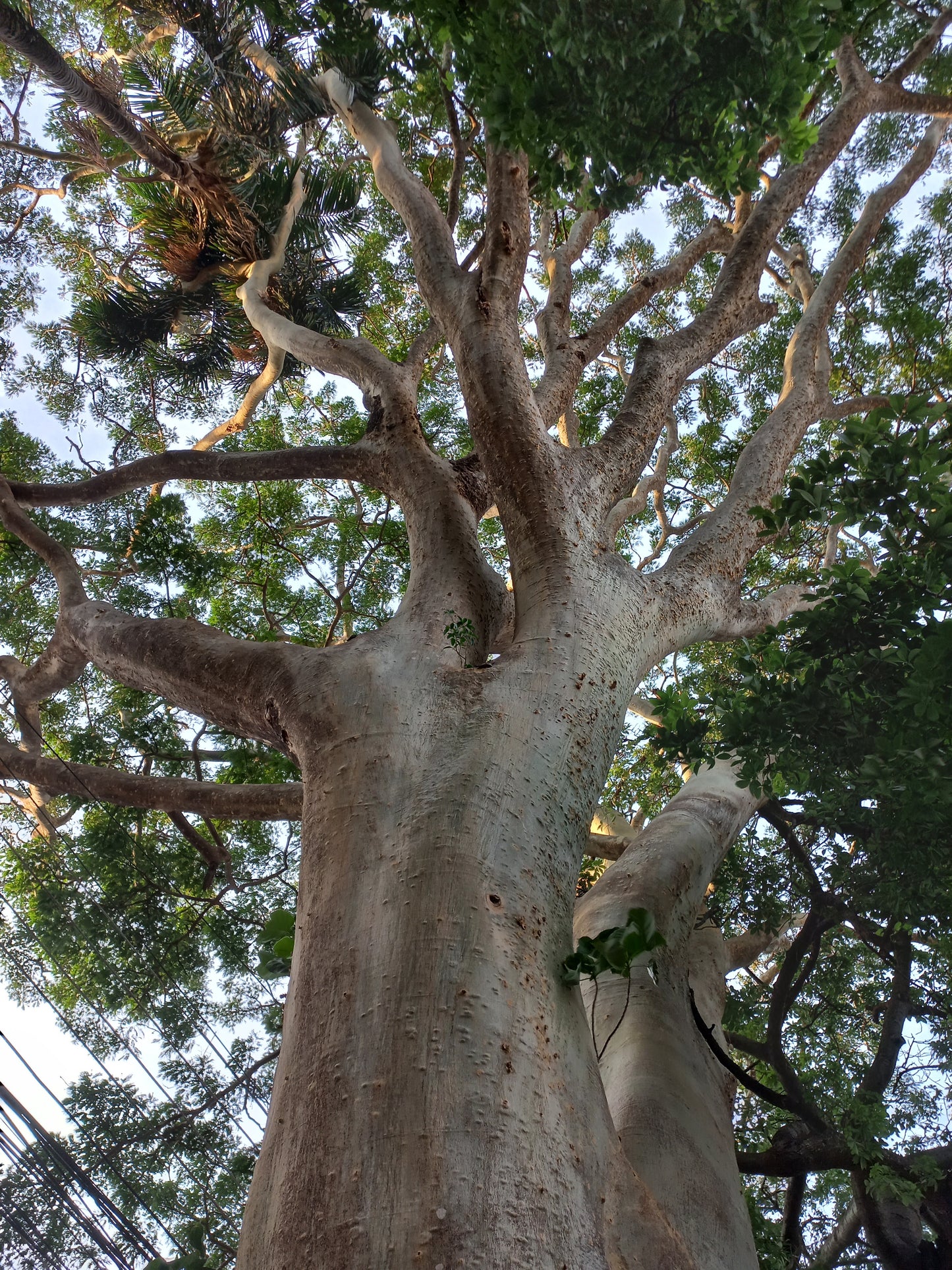 Albizia niopoides - tronco giallo (15 semi)
