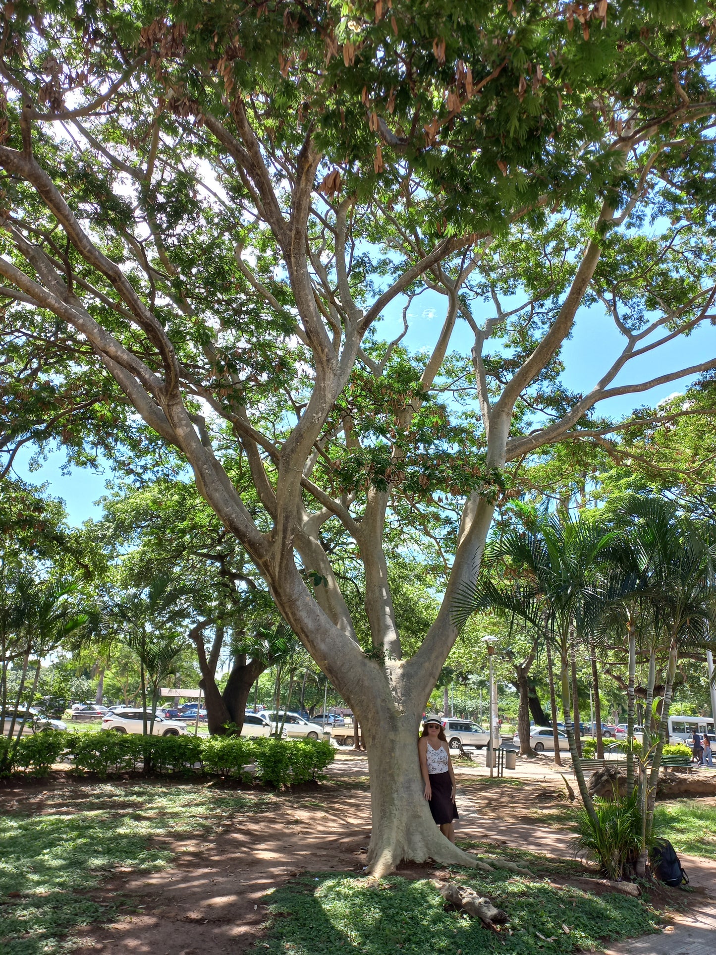 Albizia niopoides - tronco giallo (15 semi)