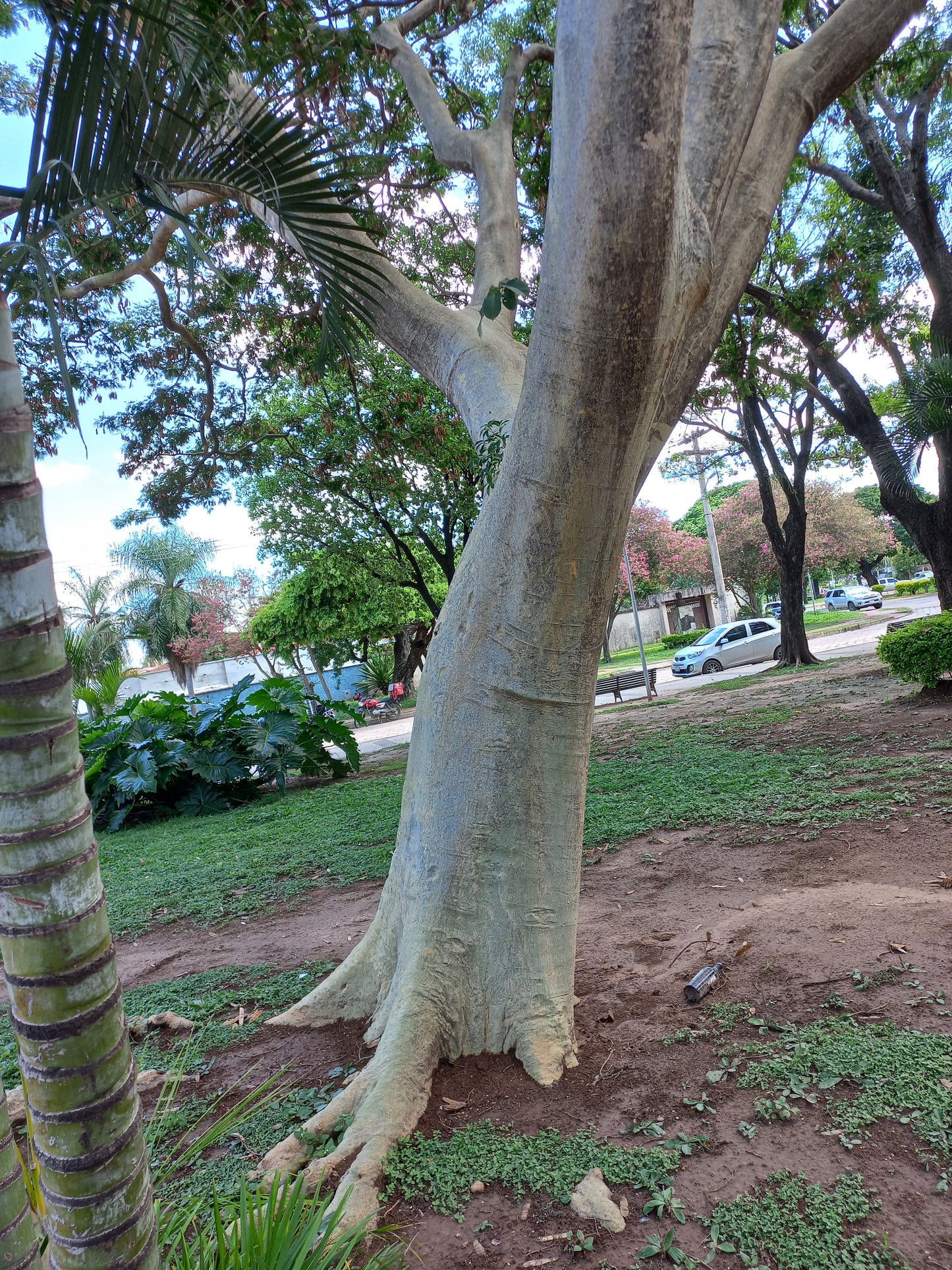 Albizia niopoides - tronco giallo (15 semi)