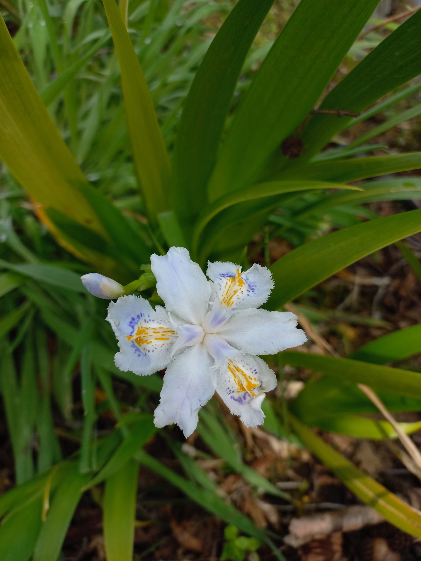 Iris japonica - iris del Giappone (2 rizomi)