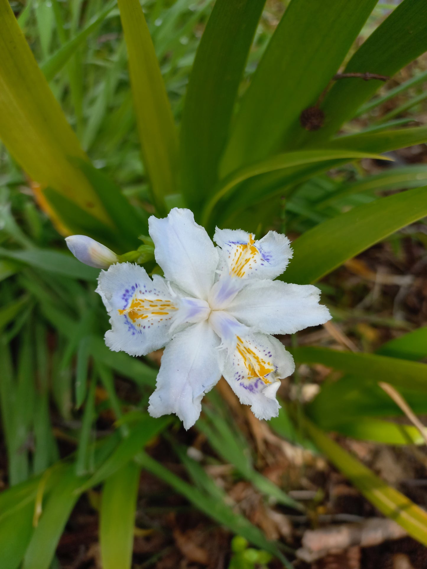 Iris japonica - iris del Giappone (2 rizomi)
