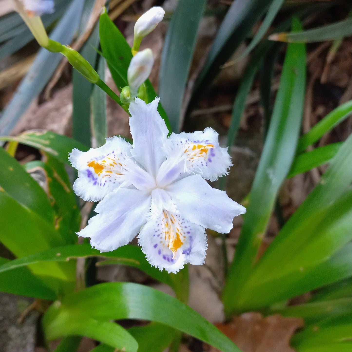 Iris japonica - iris del Giappone (2 rizomi)
