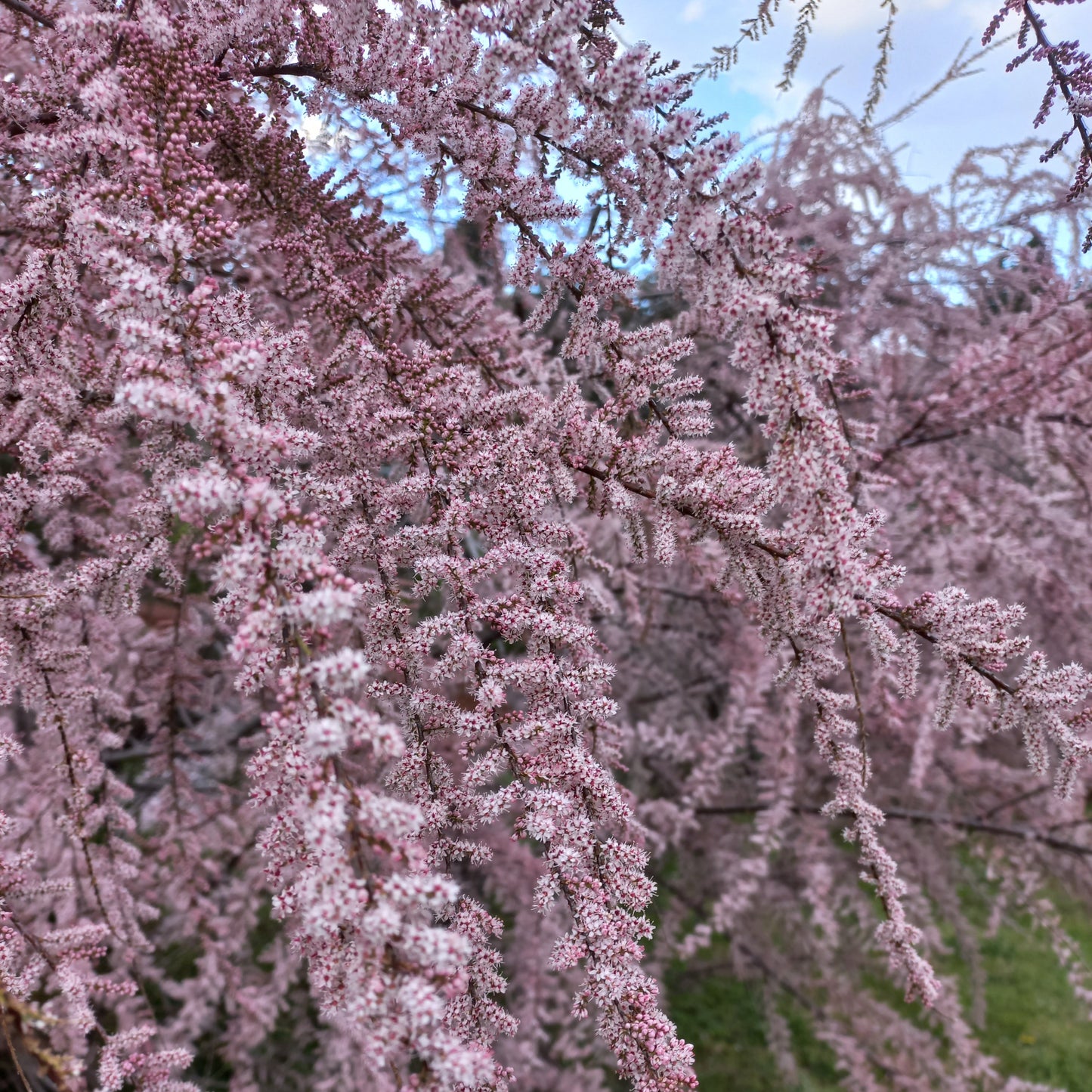 Tamarix gallica - tamerice (Alveolo forestale)