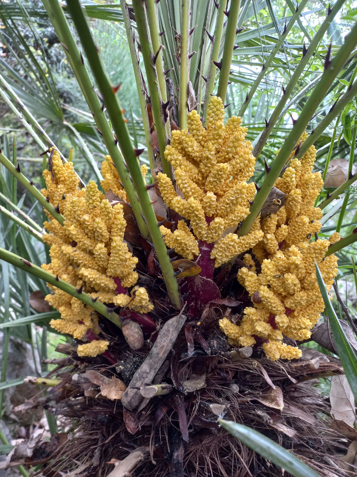 Chamaerops humilis var. cerifera - blue dwarf palm (Forestry palm)