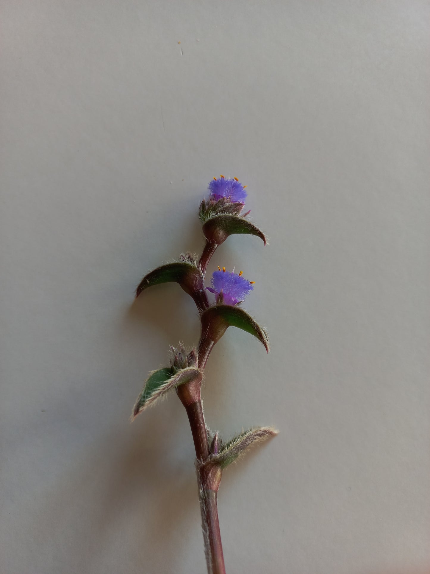 Cyanotis somaliensis - tradescanzia della Somalia (Vaso quadro 7x7x10 cm)