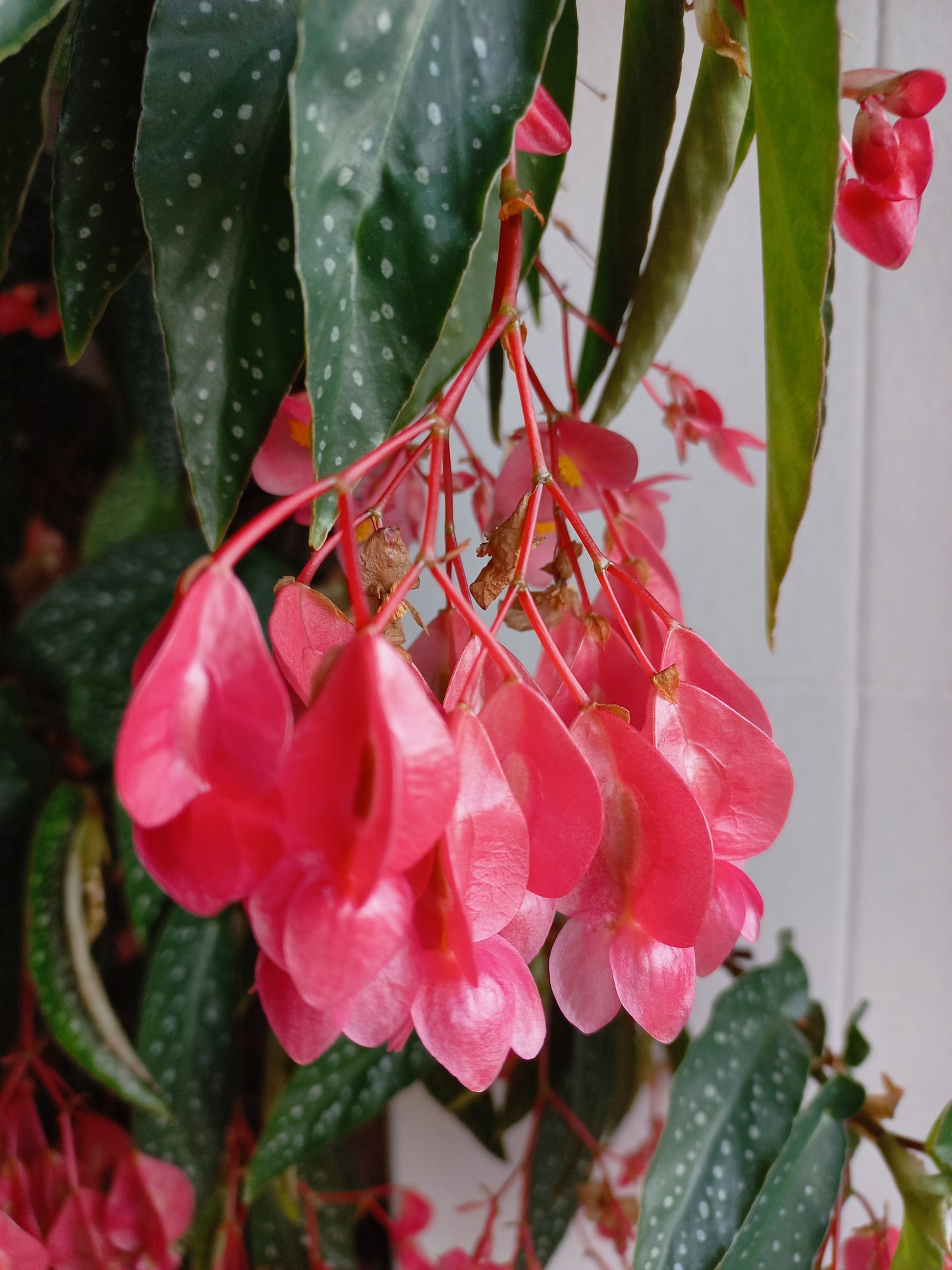 Begonia corallina - tamaya (Vaso quadro 9x9x10 cm)