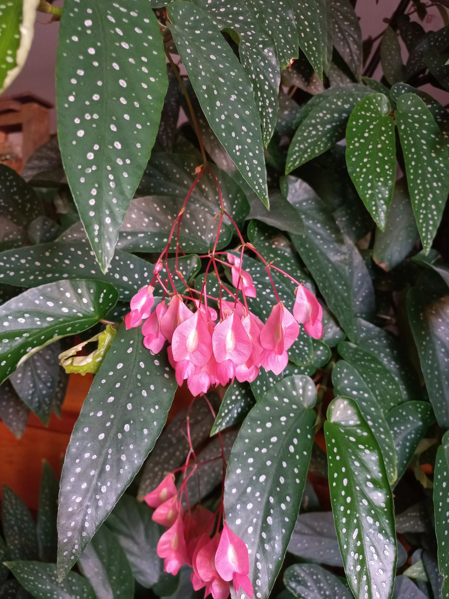 Begonia corallina - tamaya (Vaso quadro 9x9x10 cm)