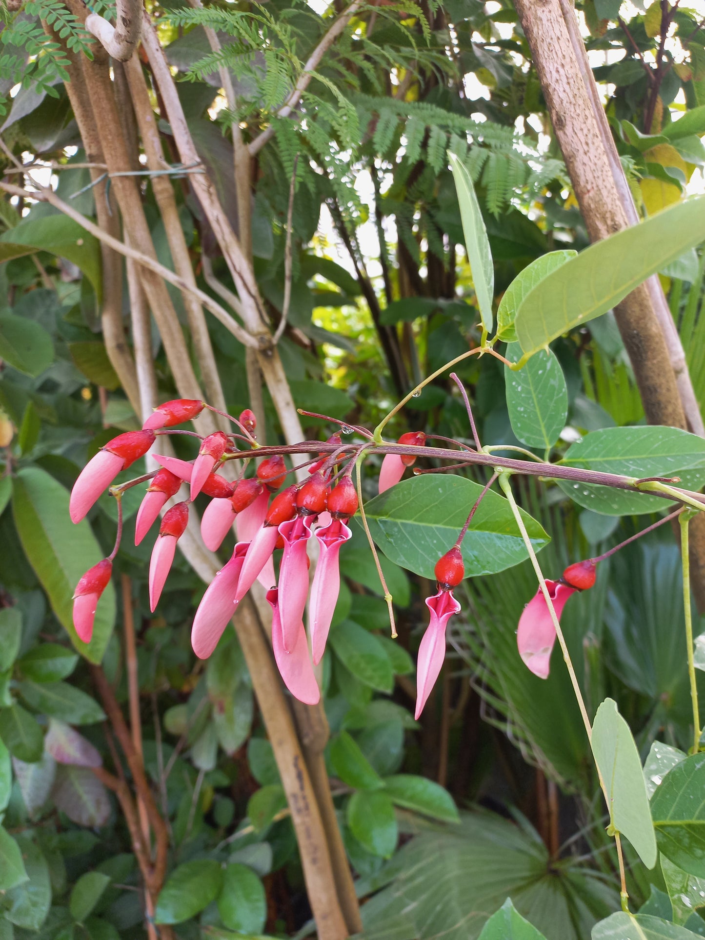 Erythrina dominguezii rosa - albero cresta del gallo fiori rosa (Vaso 24 cm)