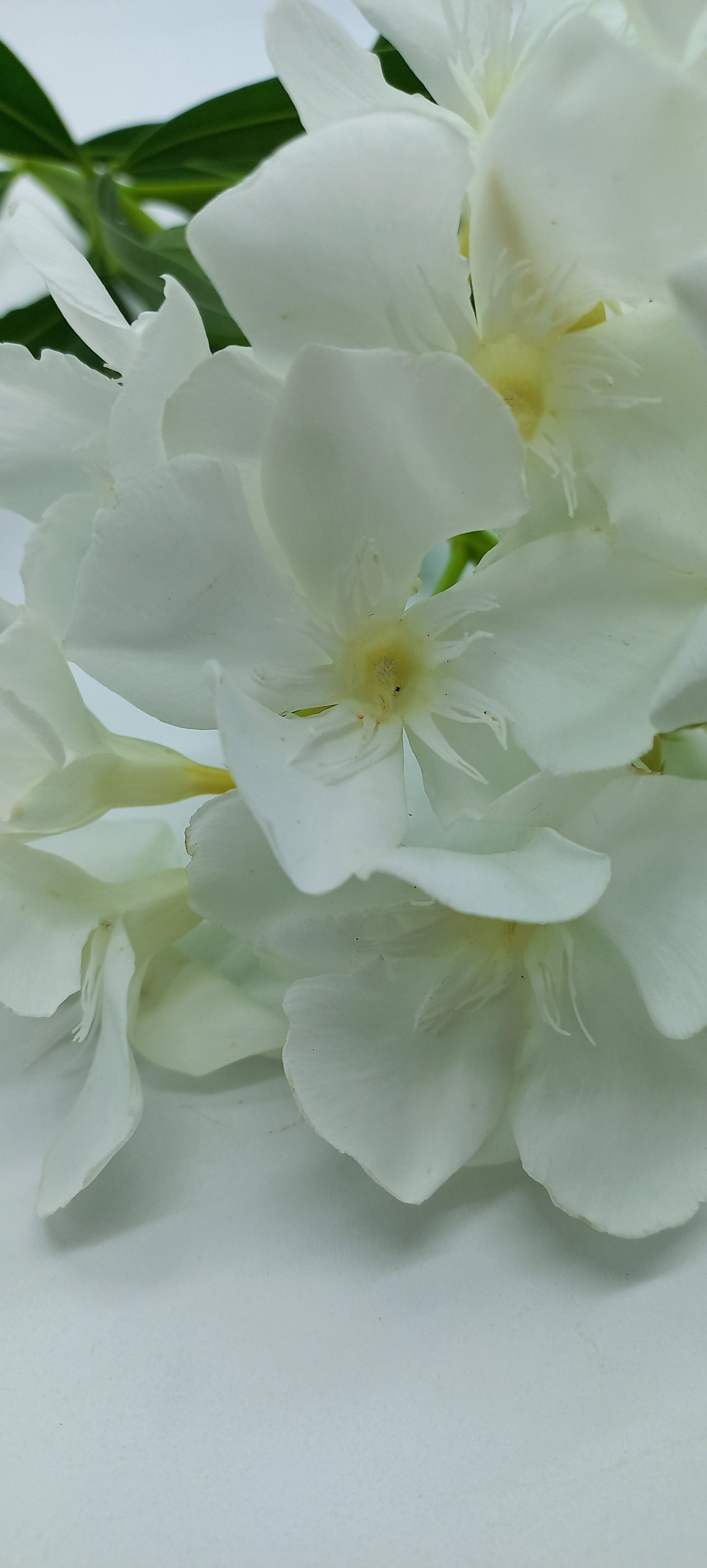 Nerium oleander "bianco" - oleandro (Vaso 18 cm)