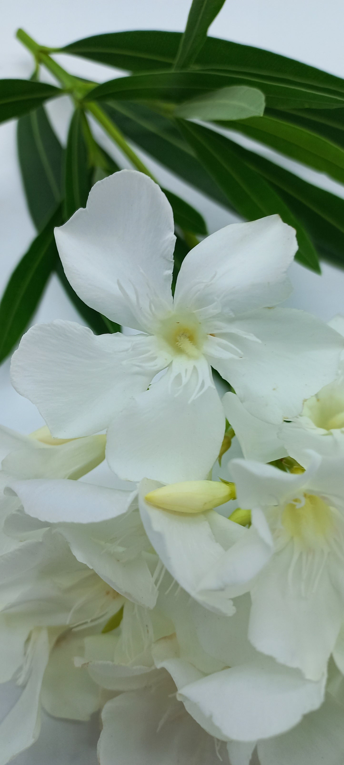 Nerium oleander "bianco" - oleandro (Vaso 18 cm)
