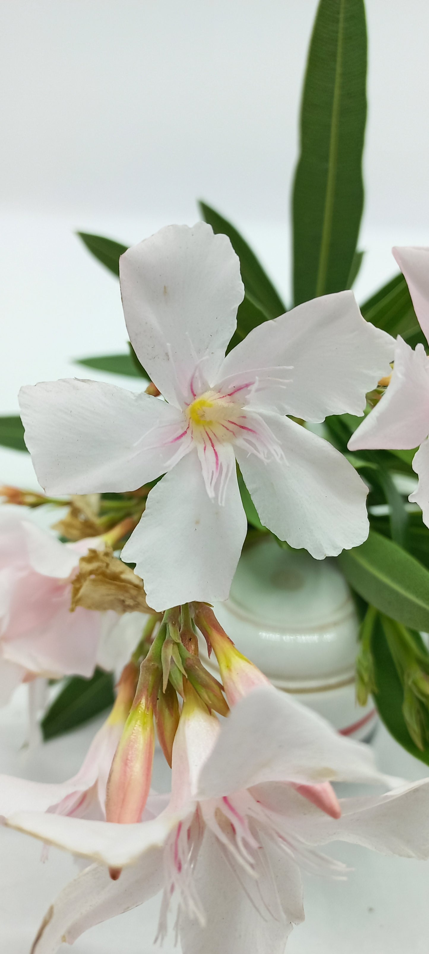 Nerium oleander "bianco" - oleandro (Vaso 18 cm)