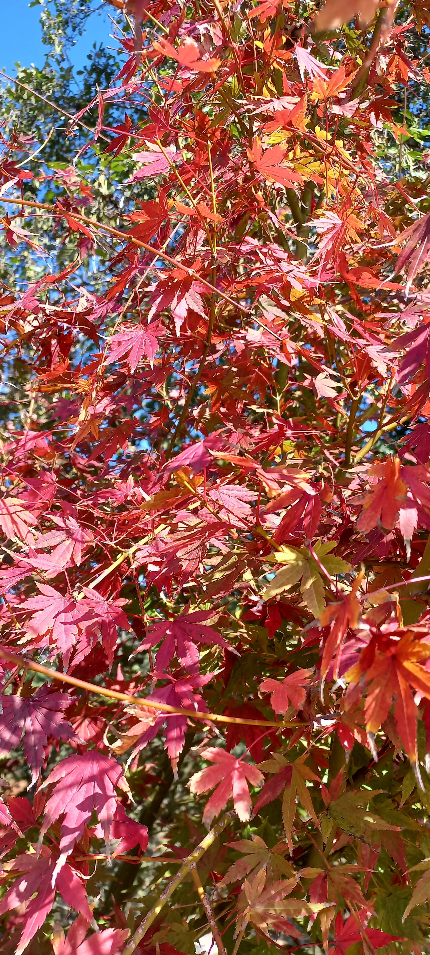 Acer palmatum cv. "viridis" FRANCO - acero giapponese verde (Vaso 18 cm)