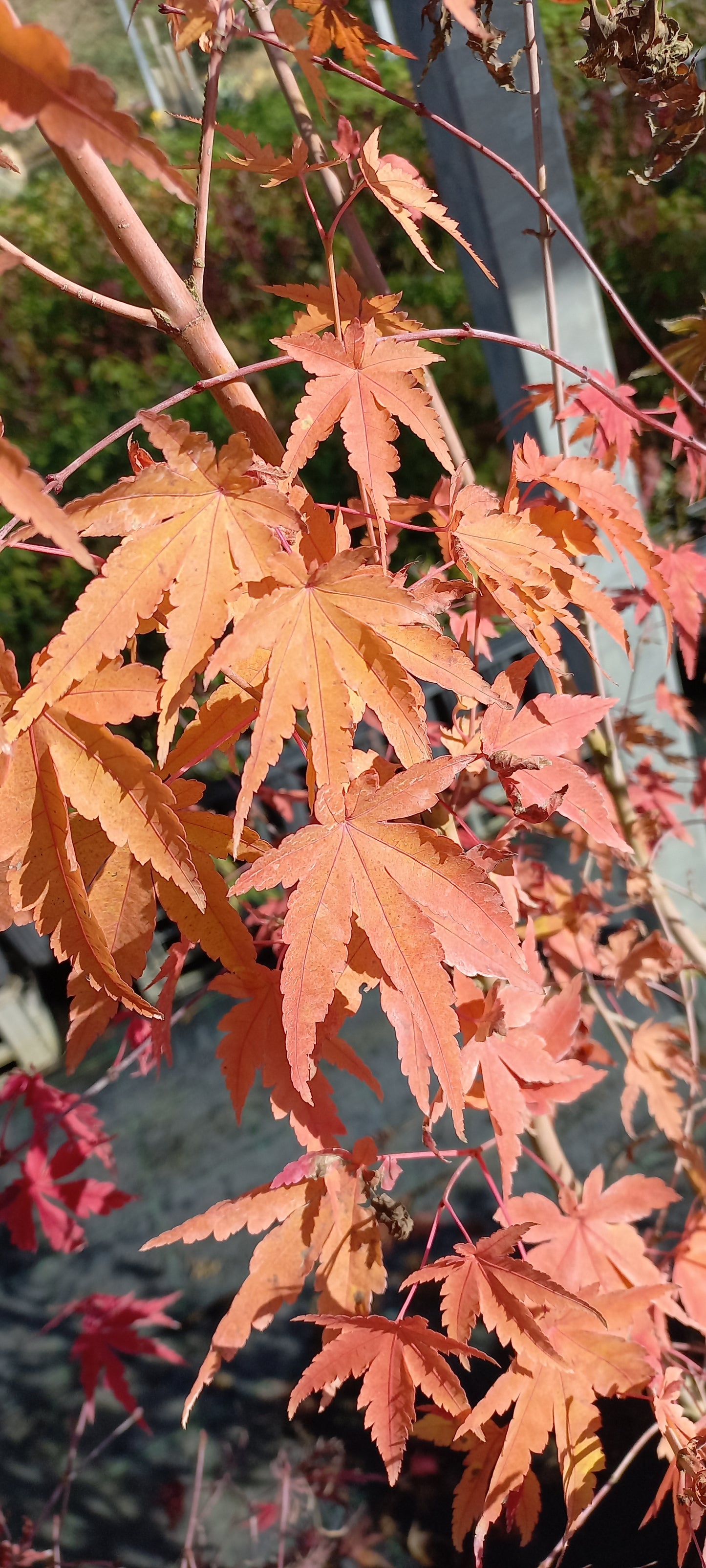 Acer palmatum cv. "viridis" FRANCO - acero giapponese verde (Vaso 18 cm)