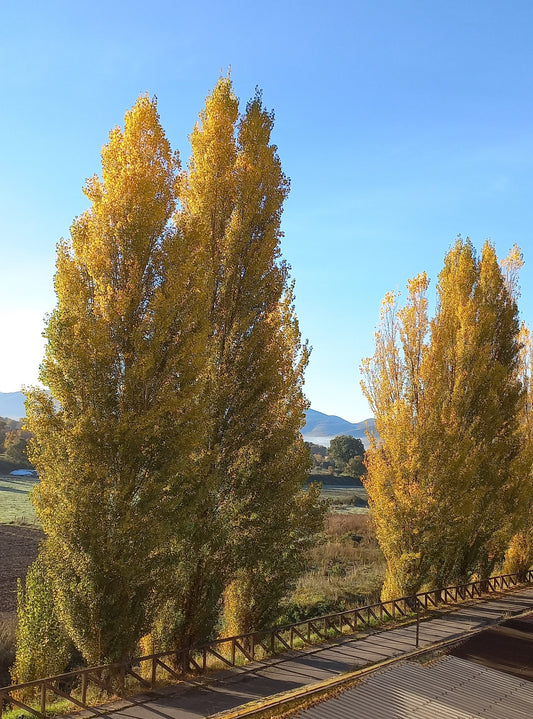 Populus nigra var. italica - pioppo cipressino (Vaso quadro 9x9x20 cm)