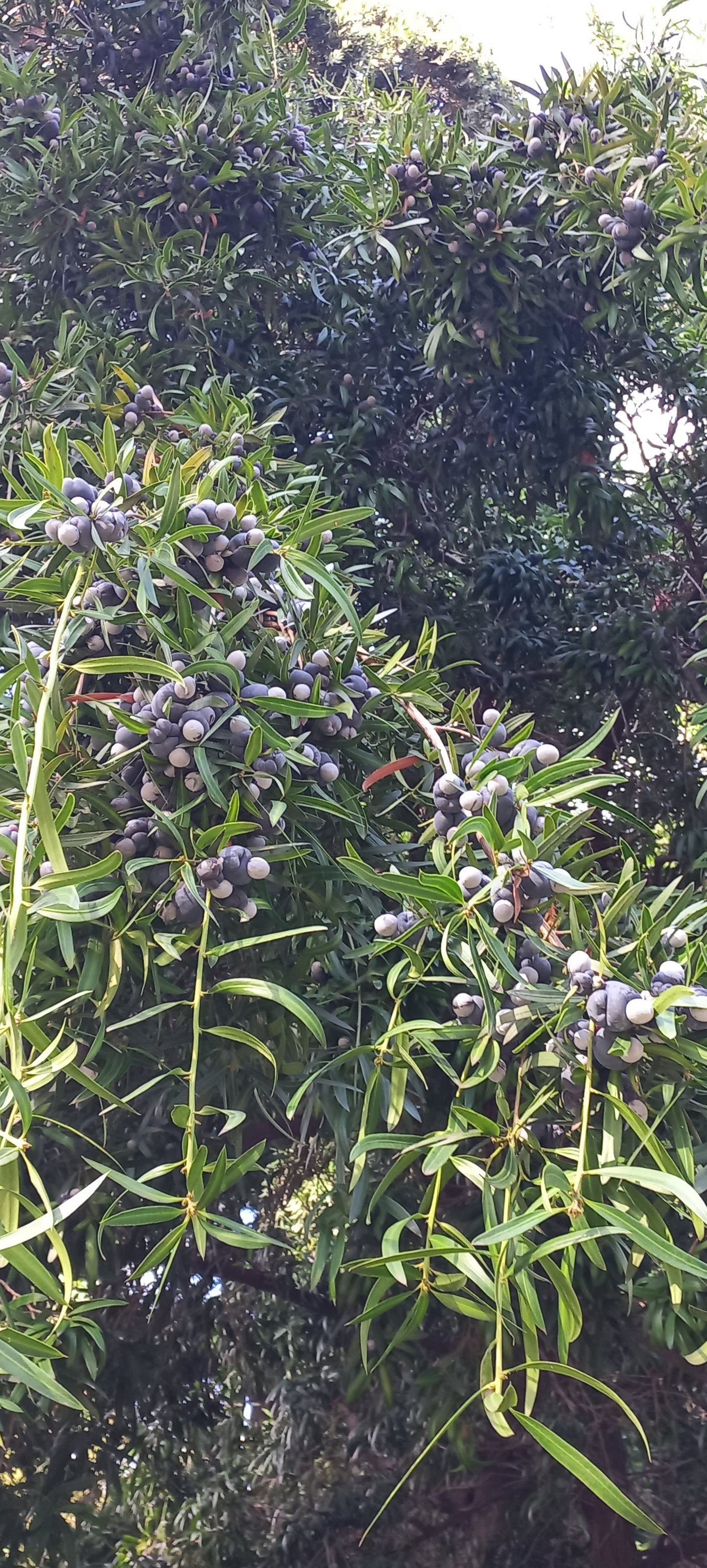 Podocarpus neriifolius - Brown podocarp (Forest honeycomb)
