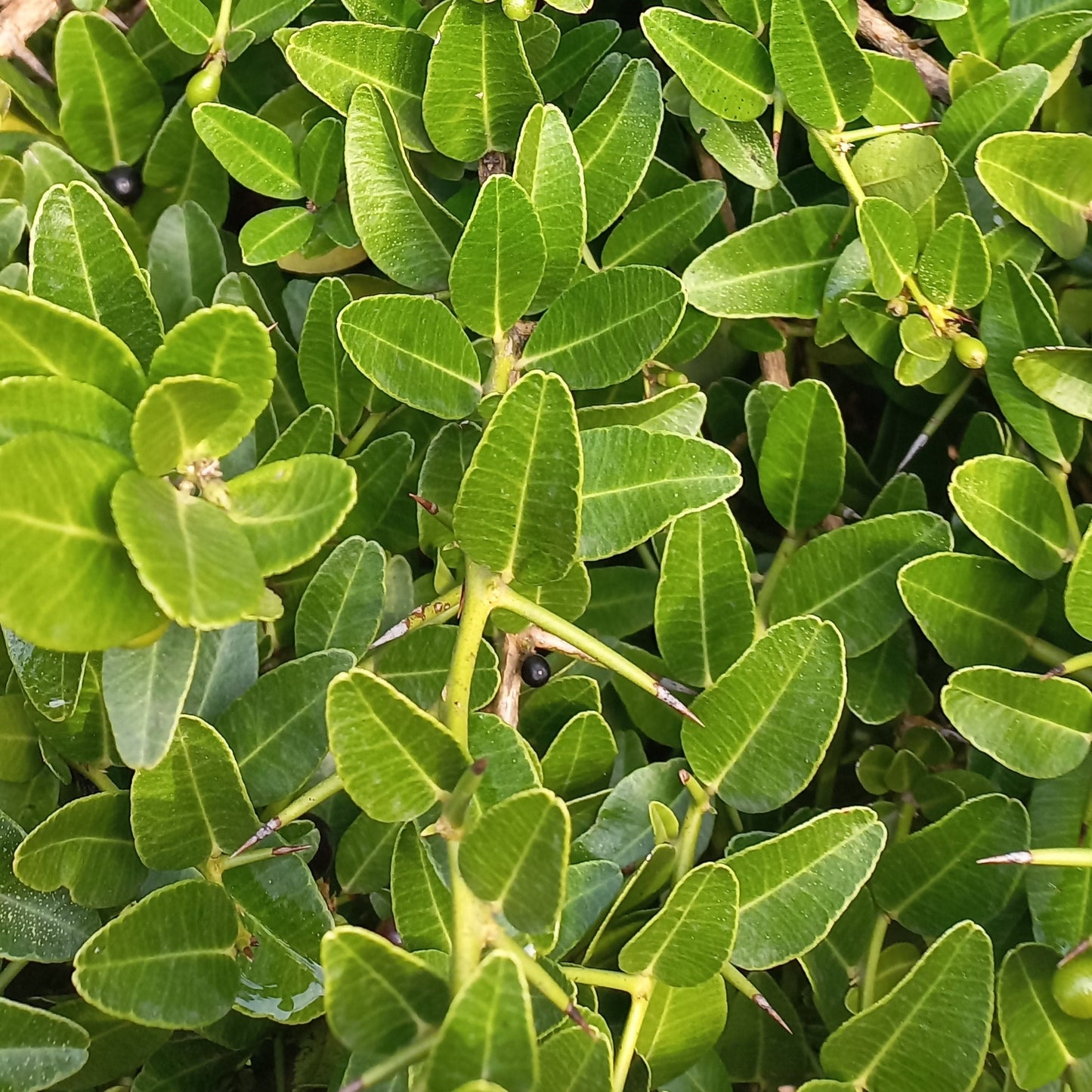 Atalantia buxifolia - (Vaso quadro 7x7x10 cm)