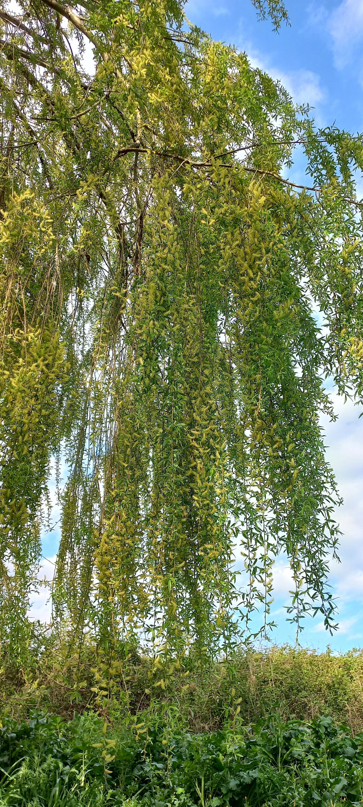 Salix alba subsp. Tristis - Salice bianco piangente (Alveolo forestale)
