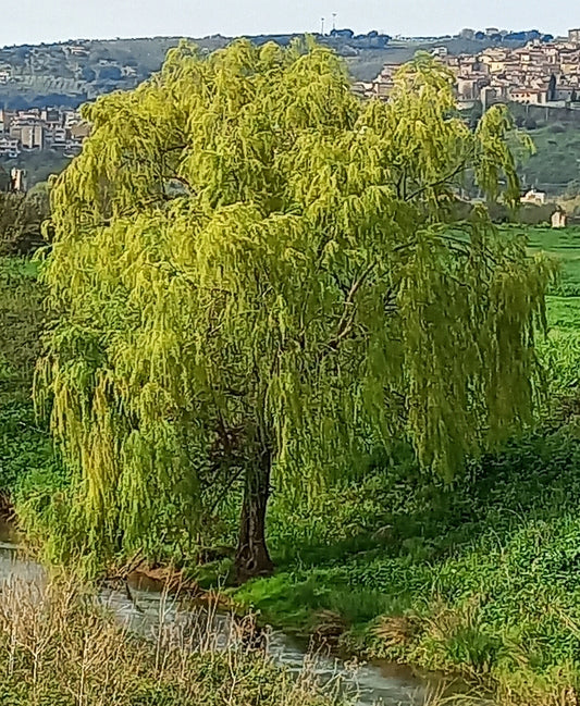 Salix alba subsp. Tristis - Salice bianco piangente (Alveolo forestale)