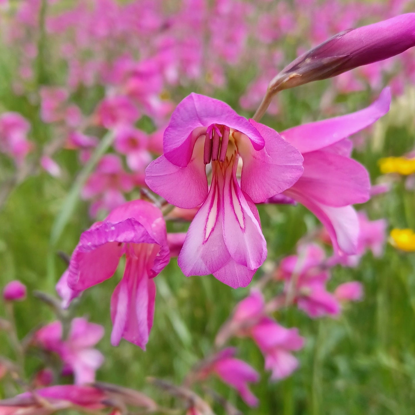 Gladiolus italicus - gladiolo dei campi (Vaso quadro 7x7x10 cm)