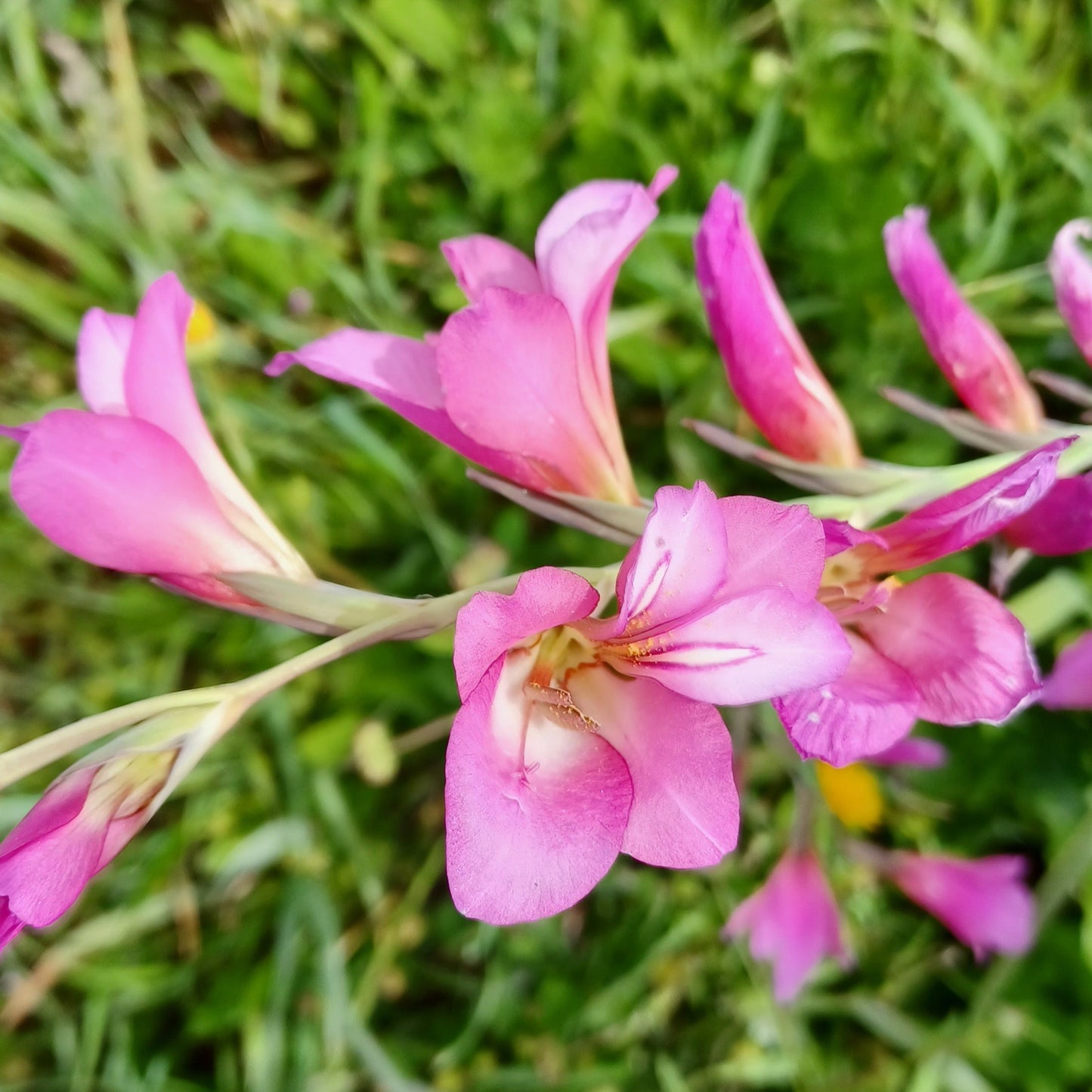 Gladiolus italicus - gladiolo dei campi (Vaso quadro 7x7x10 cm)